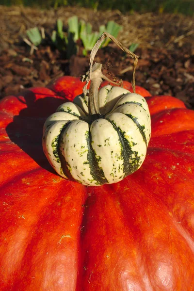 Small Green Patidou Squash Orange Garden Pumpkin Freshly Picked — Stock Photo, Image