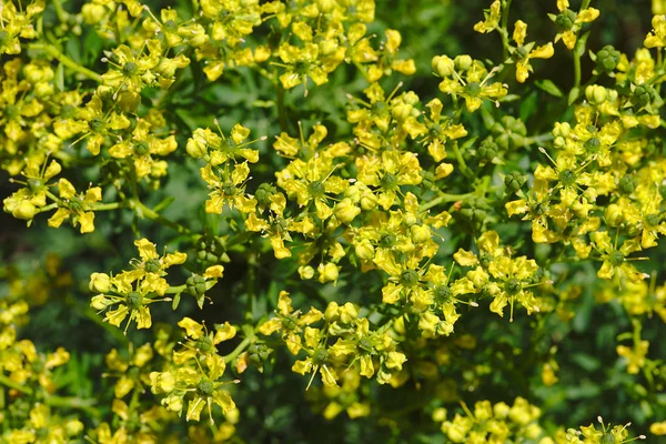 Kasvitieteellinen Puutarha Keltainen Kukka Lehto — kuvapankkivalokuva