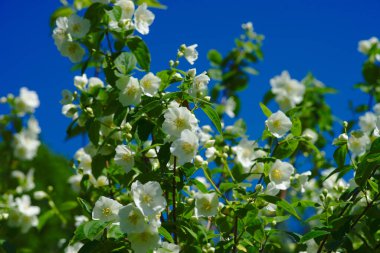 Seringat Korusu (Şairlerin Yasemin Korusu) ya da the white flowers