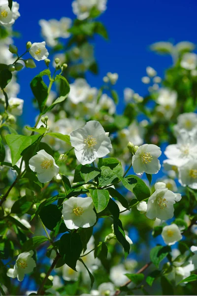 Hain Von Seringat Jasmin Der Dichter Oder Philadelphus Mit Weißen — Stockfoto