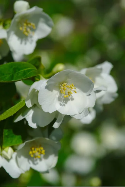 Hain Von Seringat Jasmin Der Dichter Oder Philadelphus Mit Weißen — Stockfoto