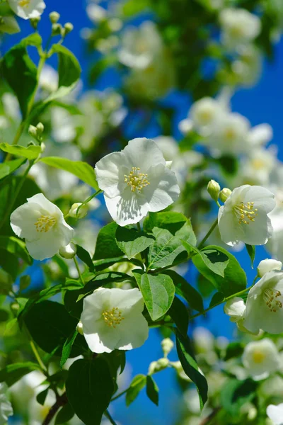 Hain Von Seringat Jasmin Der Dichter Oder Philadelphus Mit Weißen — Stockfoto