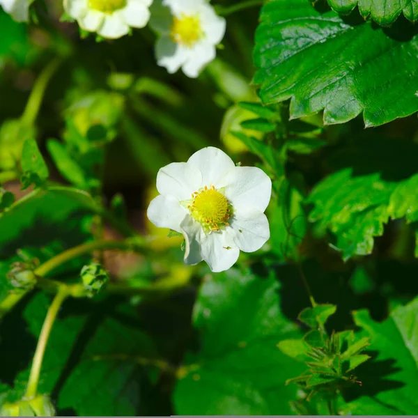 Kleine Aardbeienbloemen Het Voorjaar — Stockfoto