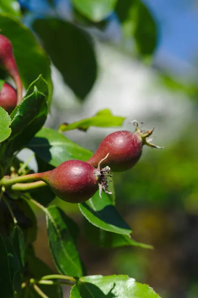 在一个蔬菜园里 它枝条上的小梨子 — 图库照片