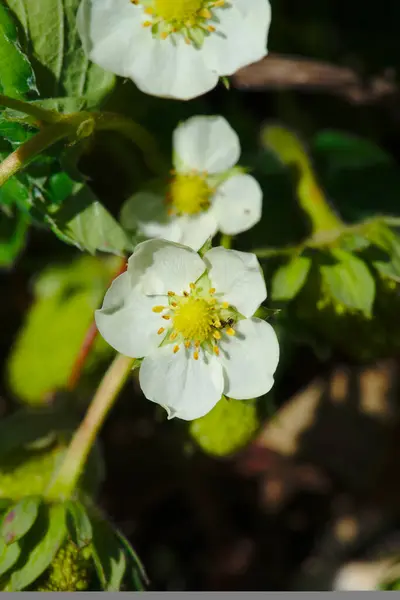 Kleine Erdbeerblüten Frühling — Stockfoto