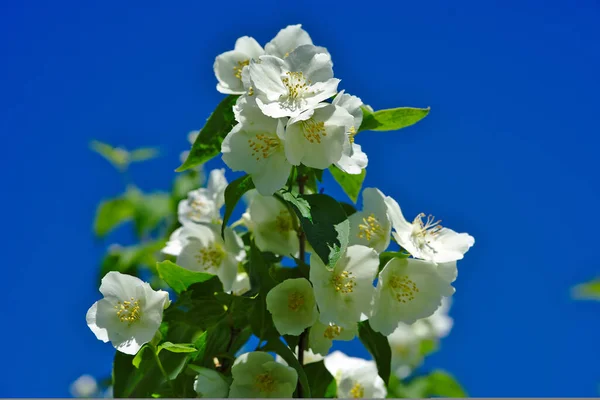 Grove Seringat Jasmijn Van Dichters Philadelphus Met Witte Bloemen — Stockfoto