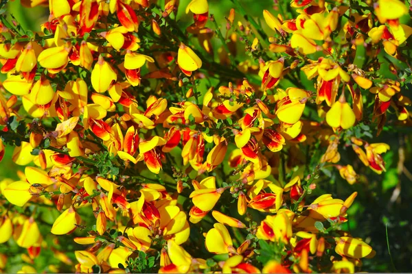 Grove Van Gele Rode Bezem Bloemen Fabaceae — Stockfoto