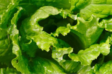 Bahçede büyük yeşil marul