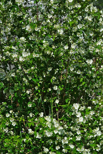 Bosque Seringat Jasmim Poetas Filadélfico Com Flores Brancas — Fotografia de Stock