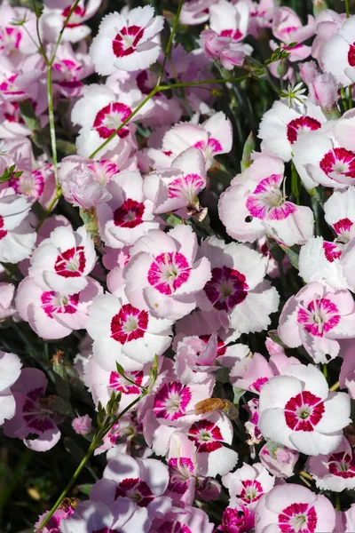 Flores Encarnação Rosa Branca Close — Fotografia de Stock