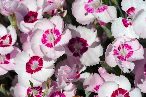 Rosa Und Weiße Nelkenblüten Großaufnahme — Stockfoto