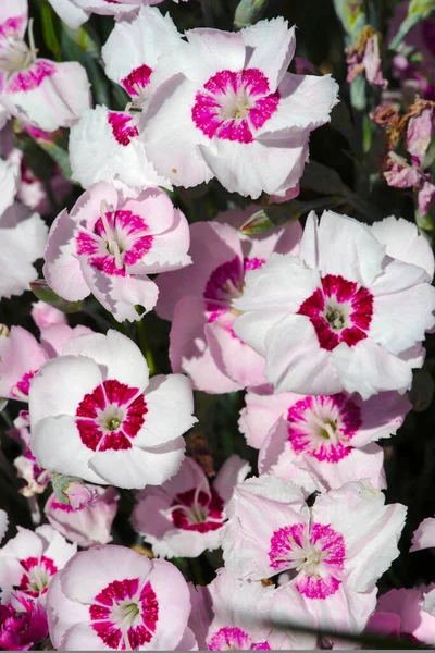 Розовые Белые Гвоздичные Цветы Крупным Планом — стоковое фото