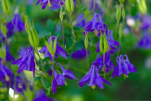 Blue Flowers Ancolia Aquilegia Perennial Plant Family Ranunculaceae — Stock Photo, Image