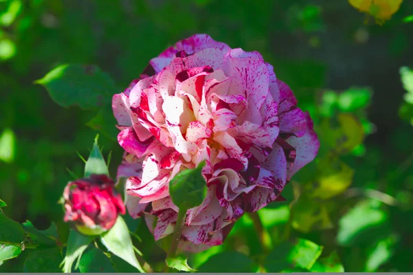 Jardín Rojo Blanco Levantó Primavera —  Fotos de Stock