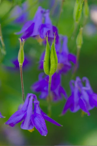 Fleurs Bleues Ancolia Aquilegia Plante Vivace Famille Des Ranunculaceae — Photo