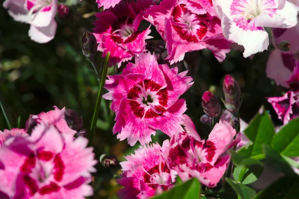 Rosa Och Vita Nejlikor Blommor Närbild — Stockfoto