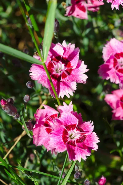 Rosa Und Weiße Nelkenblüten Großaufnahme — Stockfoto