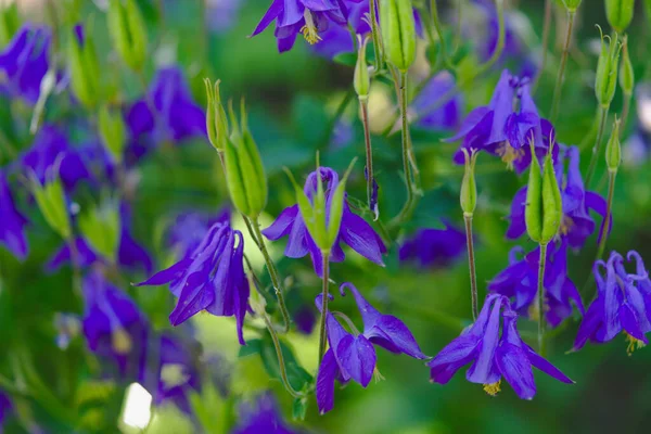 Blaue Blüten Von Ancolia Aquilegia Einer Mehrjährigen Pflanze Aus Der — Stockfoto