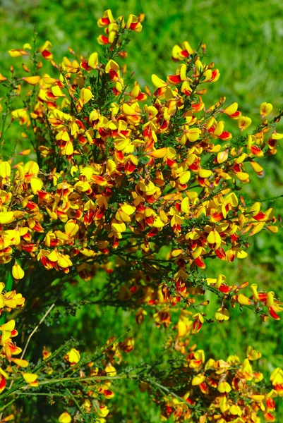 Grove Yellow Red Broom Flowers Fabaceae — Stock Photo, Image