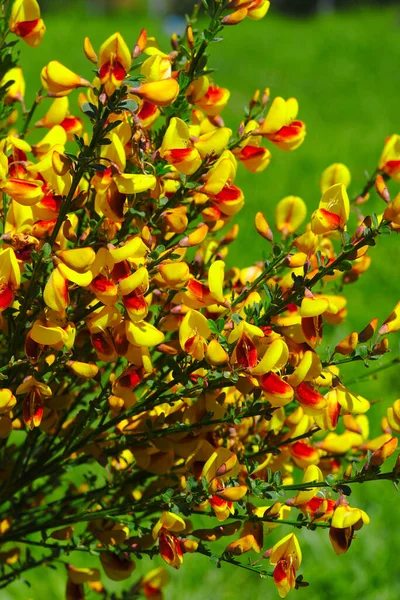 黄色和红色扫帚花的小树林 — 图库照片