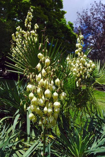 Buisson Fleurs Yucca Blanc Lilas — Photo