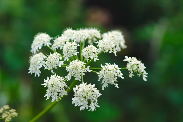 Flores Angélica Silvestre Angelica Sylvestre —  Fotos de Stock