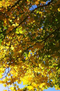 Sarı, turuncu renkleri olan sonbahar ormanı