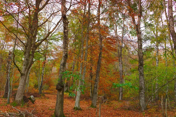 Höst Landskap Björkskog — Stockfoto