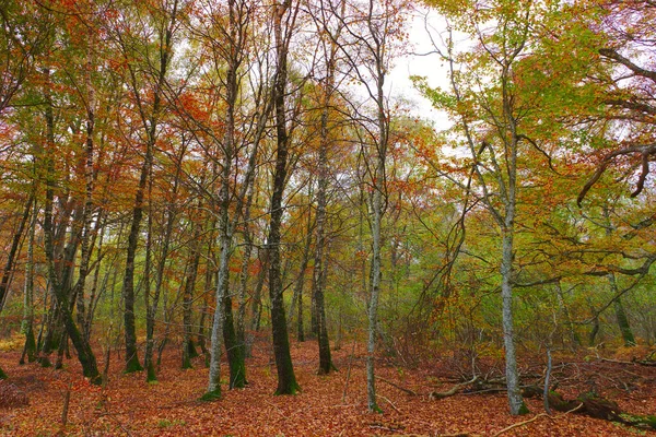 白樺林の秋の風景 — ストック写真
