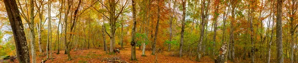 Panoramautsikt Skog Med Höstfärger — Stockfoto