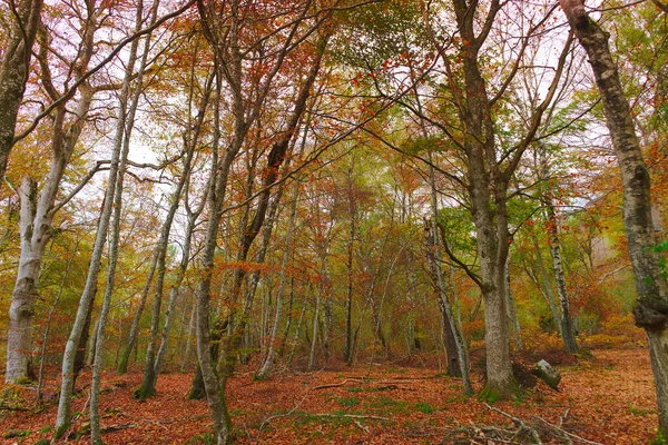 白桦林的秋景 — 图库照片