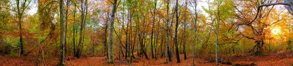 紅葉の森のパノラマビュー — ストック写真
