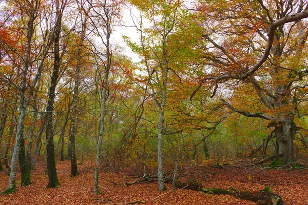 白桦林的秋景 — 图库照片