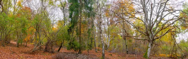 Panoramisch Uitzicht Bos Met Herfstkleuren — Stockfoto