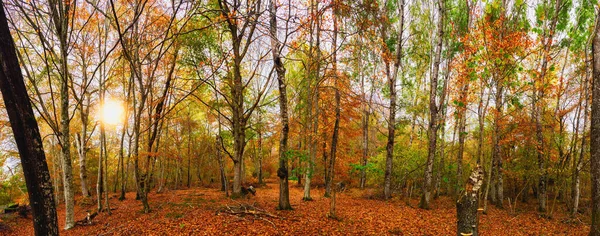 Panoramisch Uitzicht Bos Met Herfstkleuren — Stockfoto