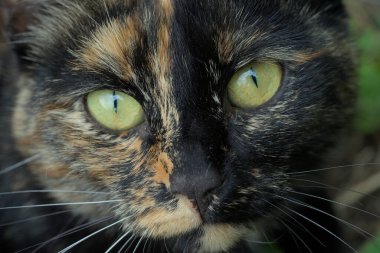 Siyah ve kahverengi kaplumbağa kabuklu bir kedi portresi.