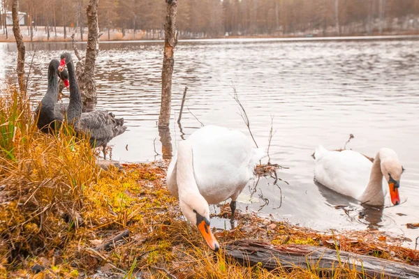 Kuğuların beyaz ve siyah