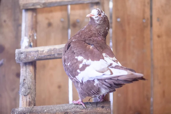 Merdivenlerden büyük güvercin