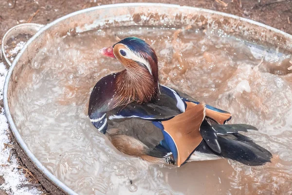 Küvette Mandarin ördeği