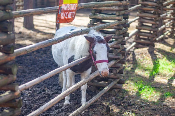 Bir kafeste bir midilli