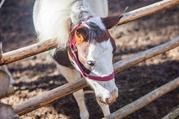 Bir kafeste bir midilli