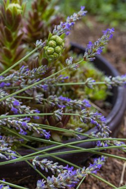 lavanta ve etli bitki