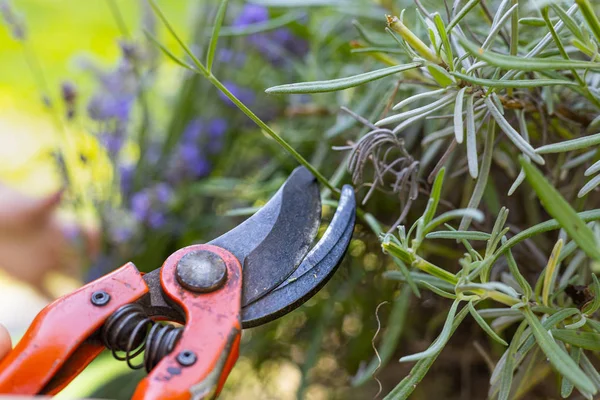 scissors and other gardening equipment