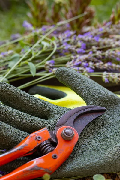 Scheren Und Andere Gartengeräte — Stockfoto