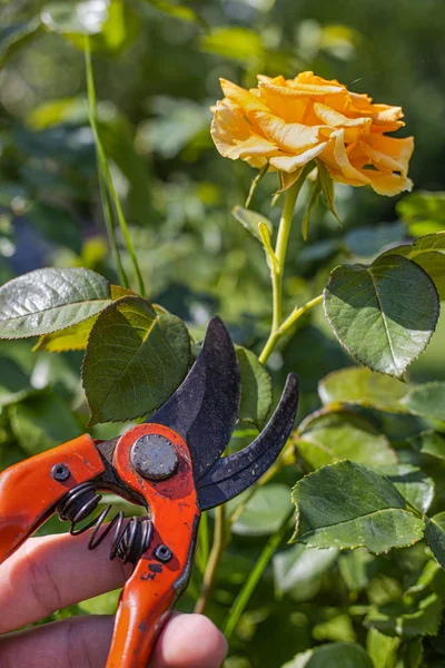 Scissors Other Gardening Equipment — Stock Photo, Image