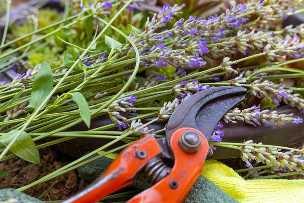 Scissors Other Gardening Equipment Stock Image