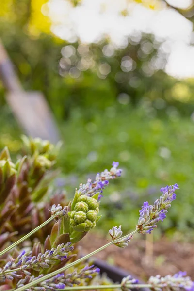 Lavender Succulent Plant Royalty Free Stock Photos