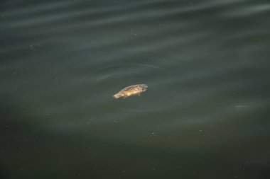 Ölü balık suda yüzdü