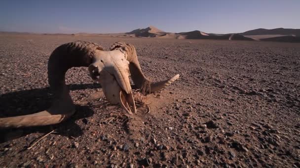 黄色い砂の上乾燥頭蓋骨の頭蓋骨 — ストック動画