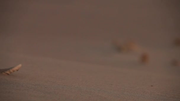 Череп Пустыне Сухой Череп Желтом Песке Панинг Пан — стоковое видео